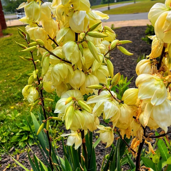 Meet your Posher, Samantha - Picture 1 of 1